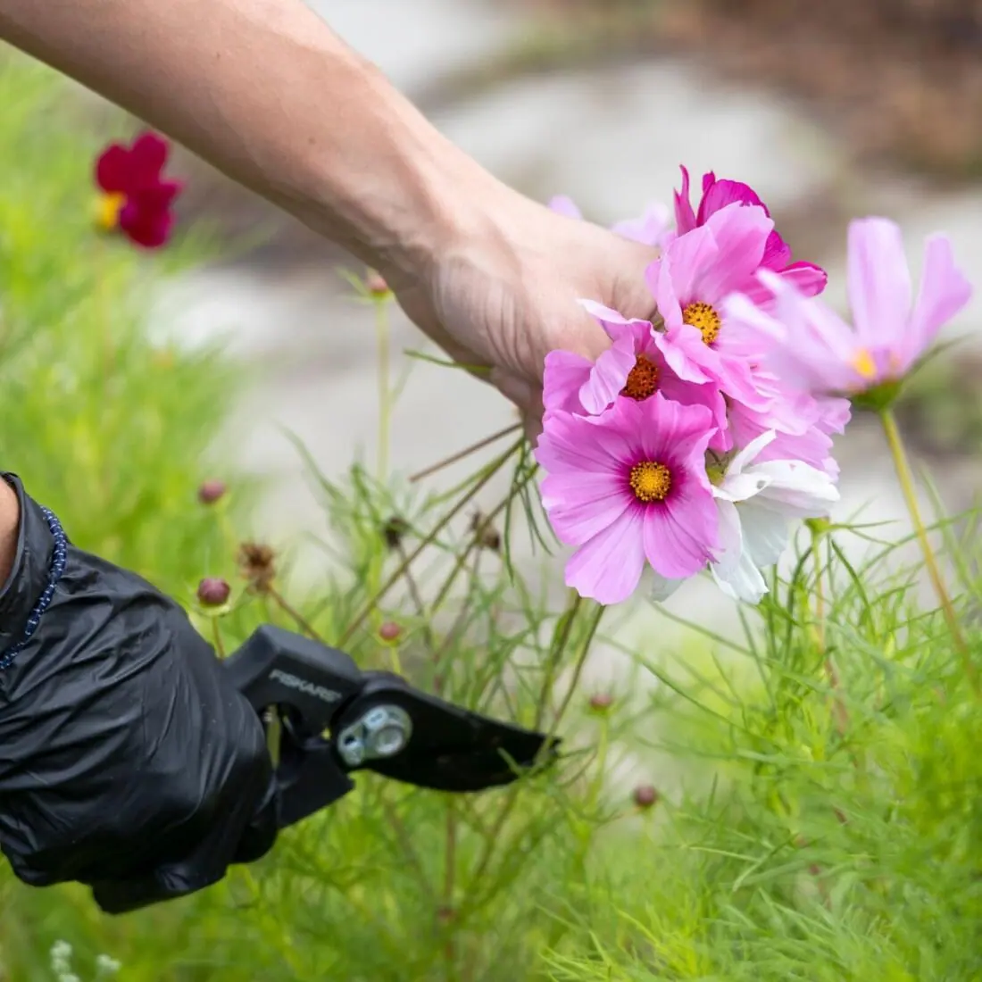 Gloved hand tending pink flowers in a garden